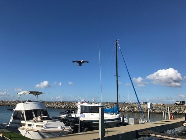 Eagle Kite